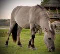 konik1.jpg